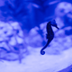Seahorses twist in the currents. Other live exhibits include eels, plankton and various types of fish.